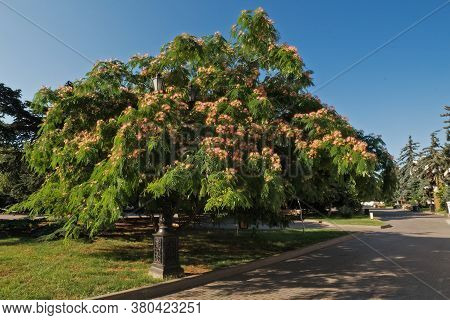 Albizia Julibrissin Blooms In Sevastopol With Fluffy Bright Pink Flowers. Primorsky Boulevard In Sev