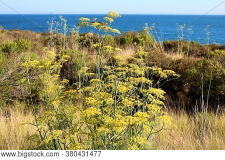 Coastal Chaparral Plants And Wildlowers On A Grassy Field Overlooking The Pacific Ocean Taken At The