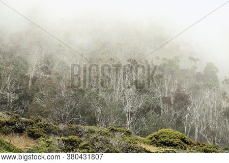 Eucalyptus Forest Surrounded By Dense Fog Taken At The Central Coast In Montana De Oro State Park, C