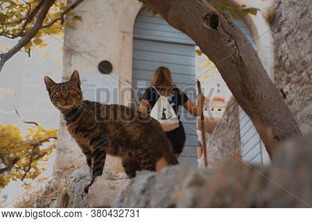 Spooky Looking Cat Standing On A Stone Wall In The Blaca Area On Brac While A Woman Walks Behind Her