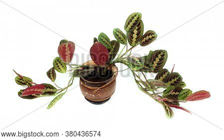 Maranta leuconeura erythroneura on a white background. Tropical leaves