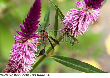 Red Wasp, Polistes Canadensis In Domestic Gardens, Paper Wasp Or Red Wasp