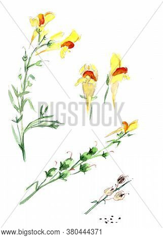 Flowers, Plant And Fruits Of Linaria Vulgaris, Common Toadflax, Yellow Toadflax, Butter-and-eggs On 