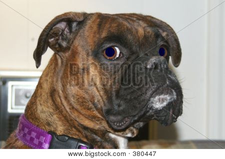 Boxer