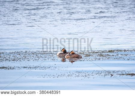 Two Waterfowl Birds Great Crested Grebes Swim In The Lake. The Great Crested Grebe, Podiceps Cristat