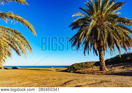 Percheles Beach, Murcia Region Spain. Mazarron Bay. Coastal Landscape With Palm Trees