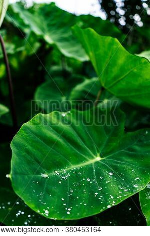 Close Up Shot Of A Green Plant With Water Droplets On It's Leaves.