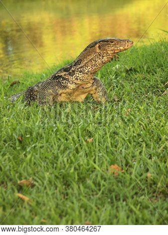 The Water Monitor, (varanus Salvator) The Large Species Of Monitor Lizard