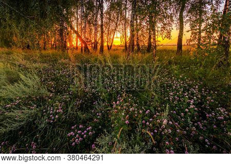 Sunset Or Sunrise In A Summer Birch Forest With Purple Clower On A Foreground And Tree Trunks.