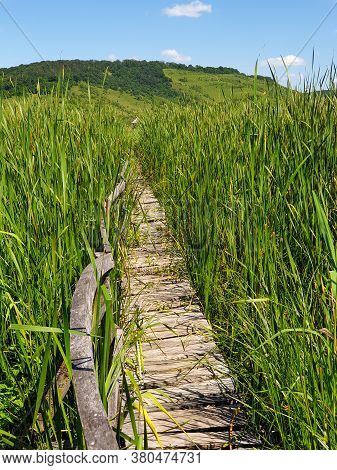 Empty Straight Line Of Wooden Pathway In Reed Field At Stufarisurile De La Sic Natural Reserve, Roma