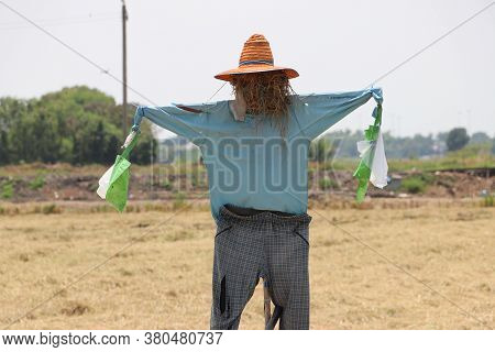 Scarecrow Or Strawman Setting On The Field, Usually Made To Resemble A Human Figure, Set Up To Scare