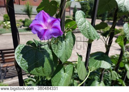 1 Purple Flower Of Ipomoea Purpurea In July