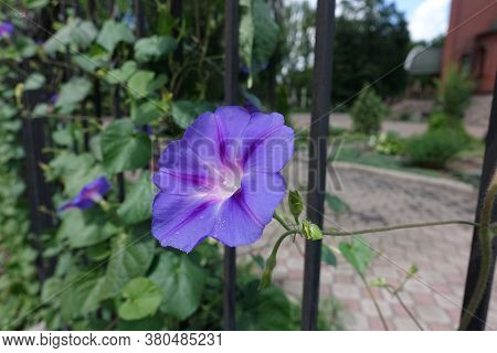 Bluish Violet Flower Of Ipomoea Purpurea In July