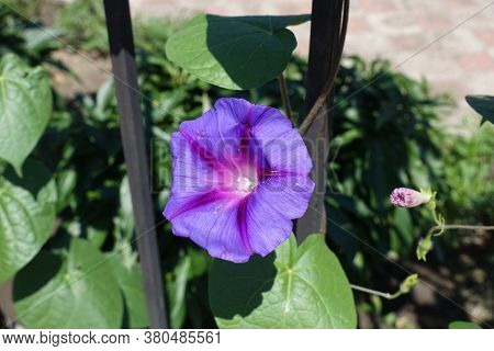Bud And Single Purple Flower Of Ipomoea Purpurea In July