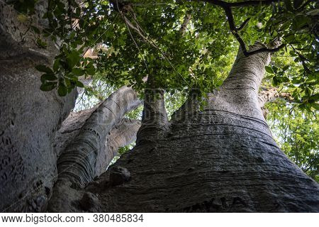 Bottom View On A Crown Of Giant Baobab Tree, The Bigest Baobab In East Africa. Pemba, Zanzibar, Tanz