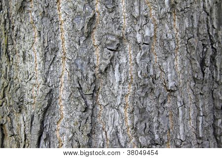 Scholartree Bark