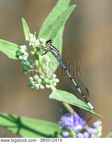 Blue Damselfly  On Blue Caropteris Flower Out Of Focus Background.