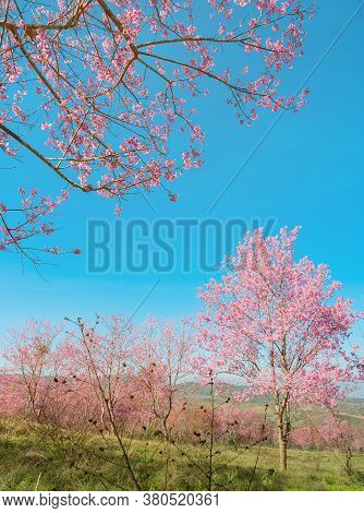 Pink Blossoms On The Branch With Blue Sky During Spring Blooming,
Branch With Pink Sakura Blossoms, 