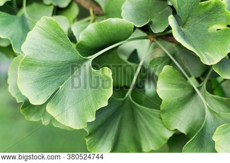 Ginkgo Biloba Green Leaves On Tree. Gingo Leaves Background.