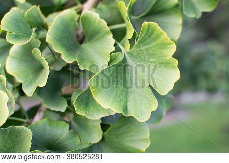 Ginkgo Biloba Green Leaves On Tree. Gingo Leaves Background.