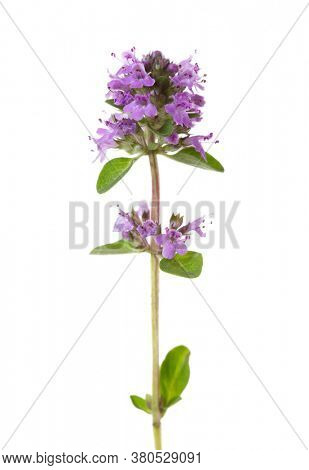 Blooming Wild Thyme (Thymus serpyllum) isolated on white background. Selective focus.