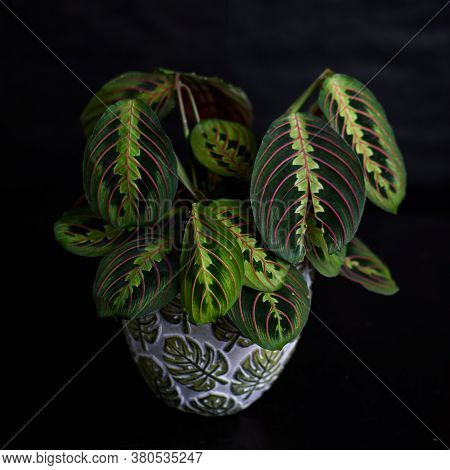 Houseplant Maranta In Flowers Pot On Black Background