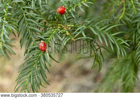 A Close Up View Of Small Red Berries Of The Canada Yew Plant