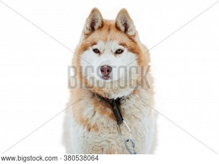 Husky Sled Dog Face, Isolated. Siberian Husky Dog Breed White Background, Muzzle Portrait. Isolated 