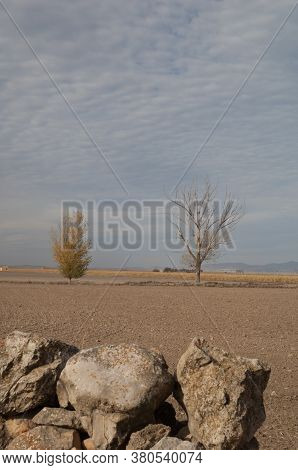 Trees in a plain in the Gallocanta Lagoon Natural Reserve. Aragon. Spain.