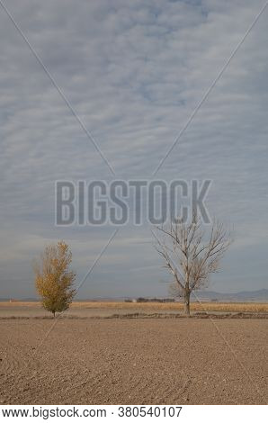 Trees in a plain in the Gallocanta Lagoon Natural Reserve. Aragon. Spain.