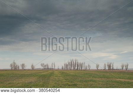 Meadow and trees in the background. Gallocanta Lagoon Natural Reserve. Aragon. Spain.