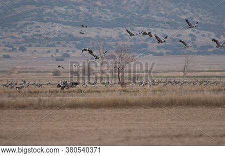 Common Cranes In The Gallocanta Lagoon. Aragon.