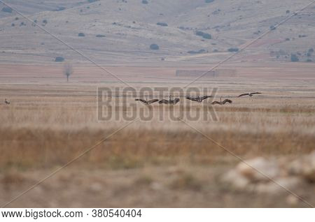 Common Cranes In The Gallocanta Lagoon. Aragon.