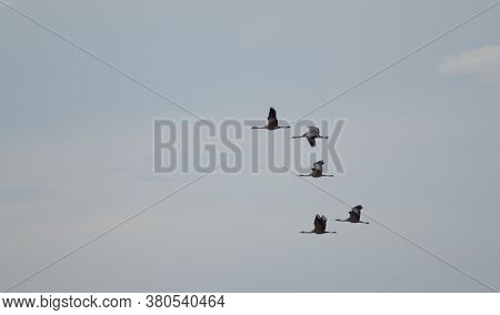 Common Cranes In The Gallocanta Lagoon. Aragon.
