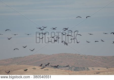 Common Cranes In The Gallocanta Lagoon. Aragon.