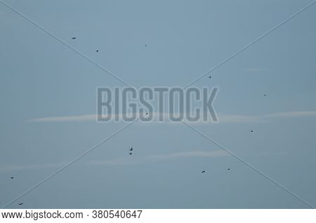 Flock of birds in flight. Gallocanta Lagoon Natural Reserve. Aragon. Spain.