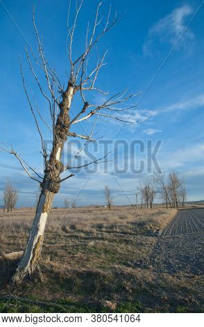 Dead tree. Gallocanta Lagoon Natural Reserve. Aragon. Spain.