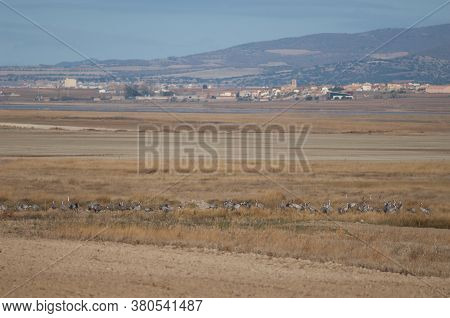 Common Cranes And Gallocanta Village In The Background.