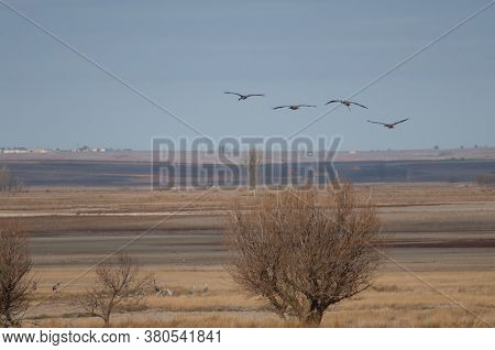 Common Cranes In Flight In The Gallocanta Lagoon.
