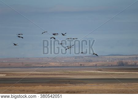 Common Cranes In Flight In The Gallocanta Lagoon.