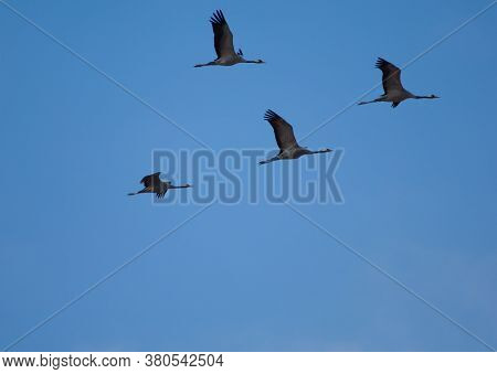 Common Cranes In Flight In The Gallocanta Lagoon.