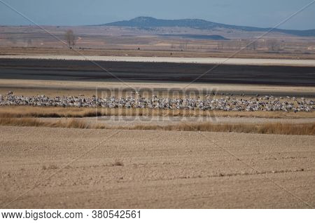 Common Cranes Grus Grus In The Gallocanta Lagoon.