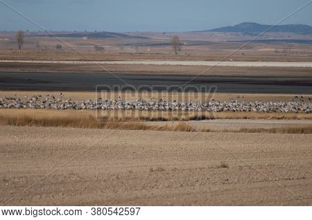 Common Cranes Grus Grus In The Gallocanta Lagoon.