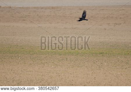 Carrion crow Corvus corone in flight. Gallocanta Lagoon Natural Reserve. Aragon. Spain.