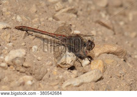 Dragonfly In The Gallocanta Lagoon Natural Reserve.