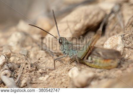 Grasshopper Omocestus minutissimus. Gallocanta Lagoon Natural Reserve. Aragon. Spain.