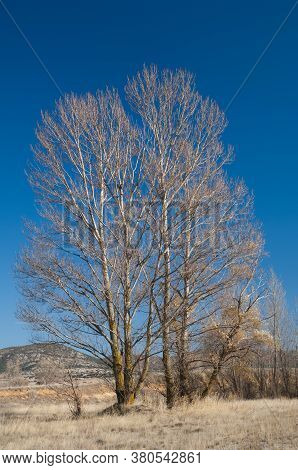 Trees in a meadow. Gallocanta Lagoon Natural Reserve. Aragon. Spain.