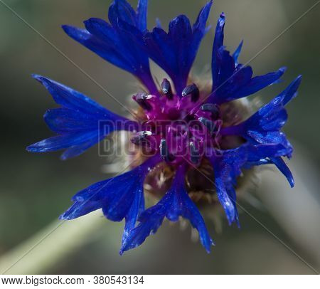 Flower of Centaurea sp. Gallocanta Lagoon Natural Reserve. Aragon. Spain.