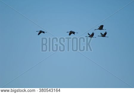 Common Cranes Grus Grus In Flight In The Gallocanta Lagoon.