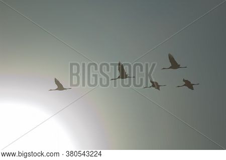Common Cranes Grus Grus In Flight In The Gallocanta Lagoon.